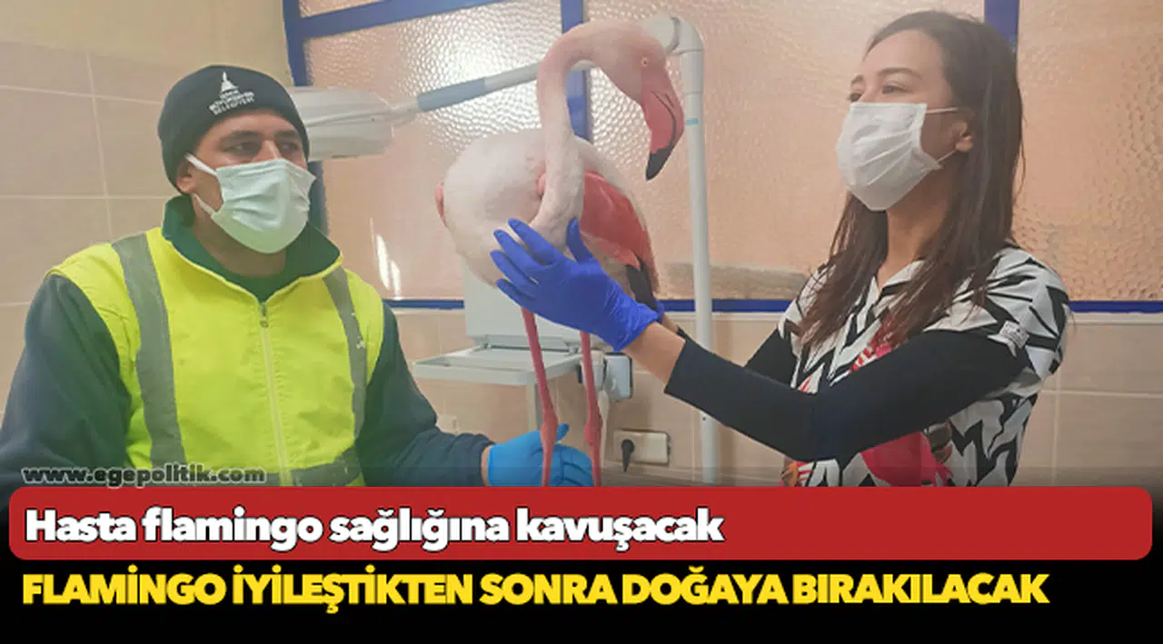 Hasta flamingo sağlığına kavuşacak