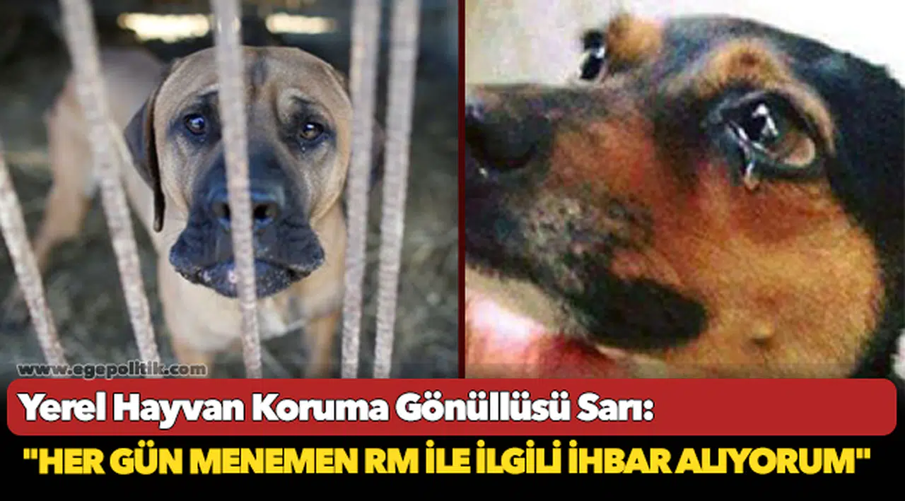Yerel Hayvan Koruma Gönüllüsü Sarı, "Her gün Menemen RM ile ilgili ihbar alıyorum"