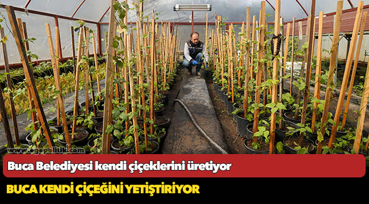 Buca Belediyesi kendi çiçeklerini üretiyor