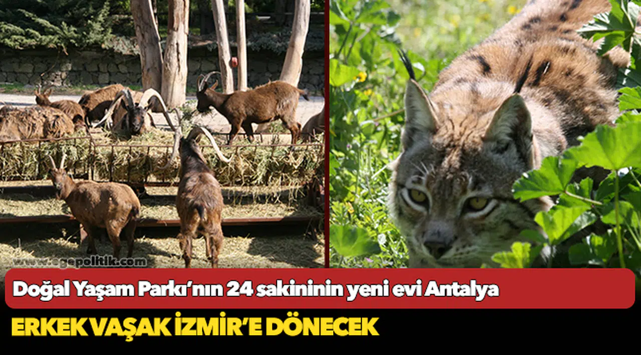 Doğal Yaşam Parkı’nın 24 sakininin yeni evi Antalya