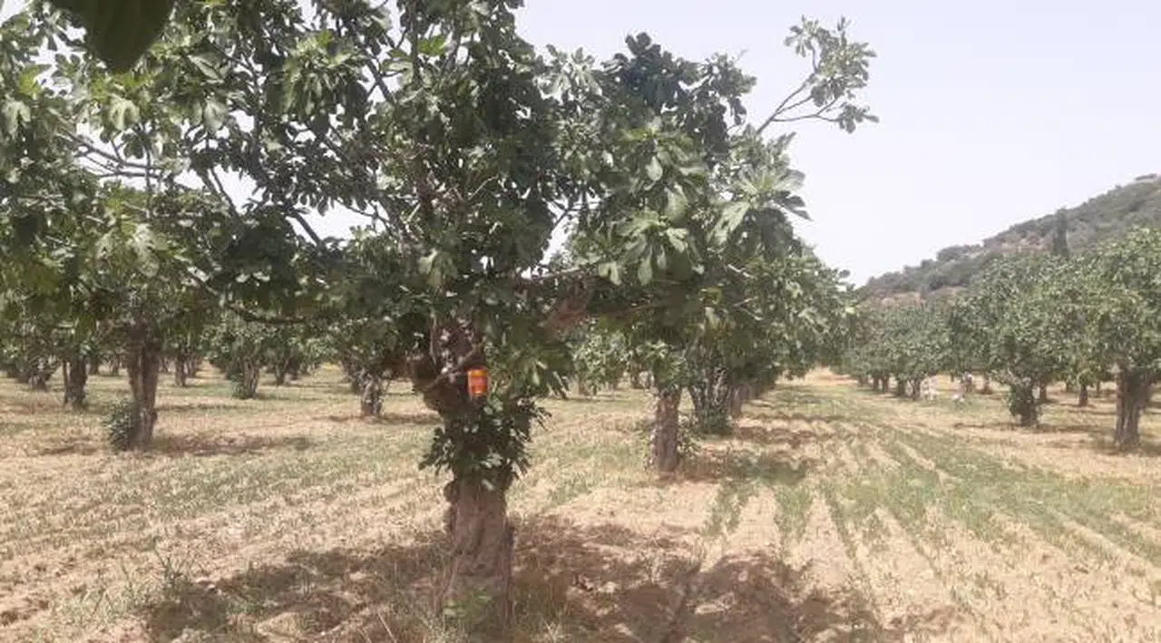 Egeli ihracatçılar kaliteli kuru incir için çalışıyor