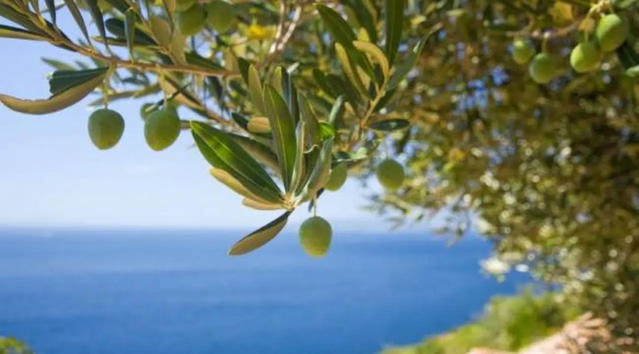 Danıştay zeytin alanlarını madenlere açan düzenlemeyi iptal etti