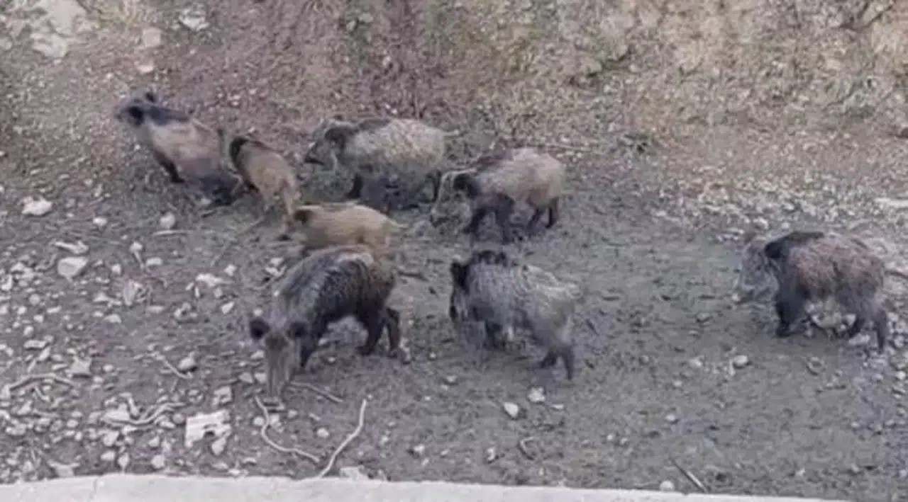 Sarıyer'de domuzlar şehir merkezine indi