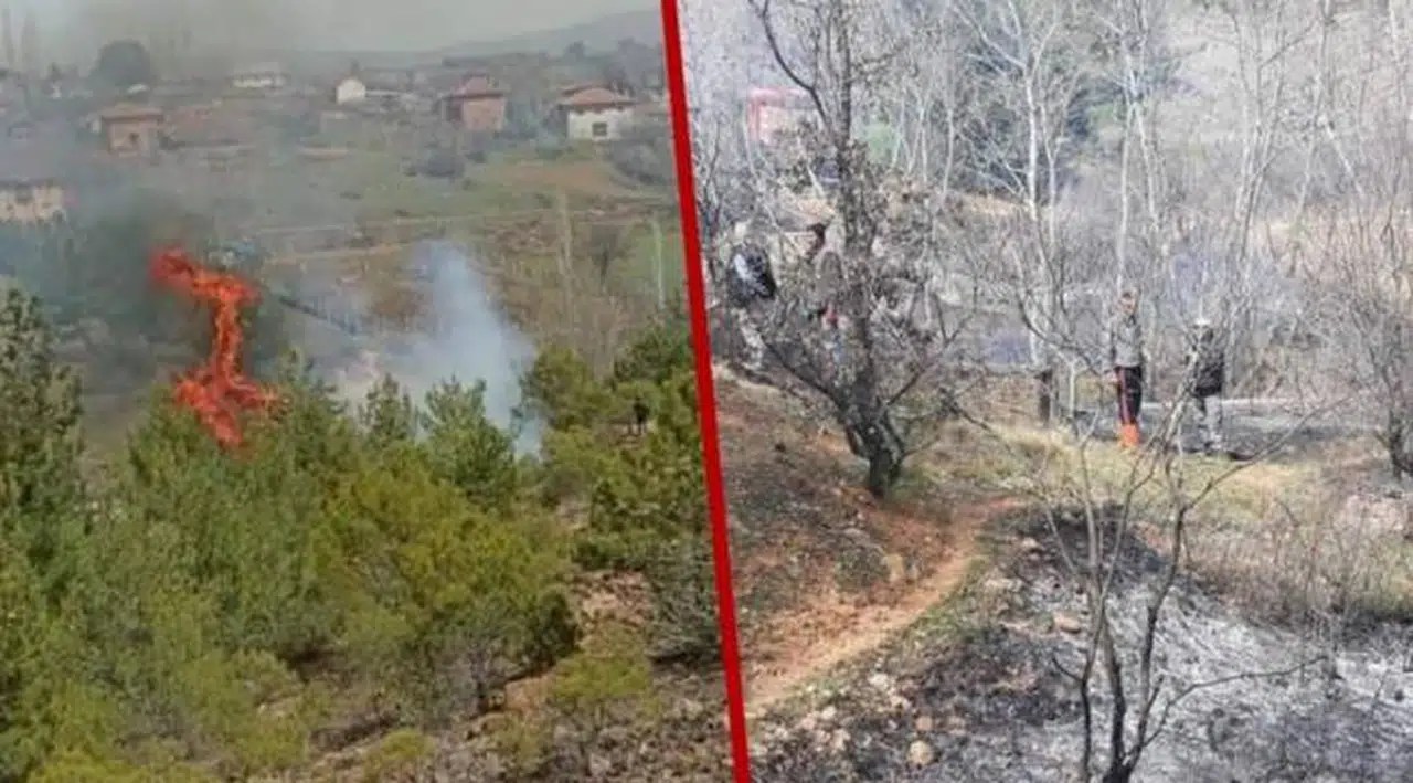 Uşak'ta orman yangını