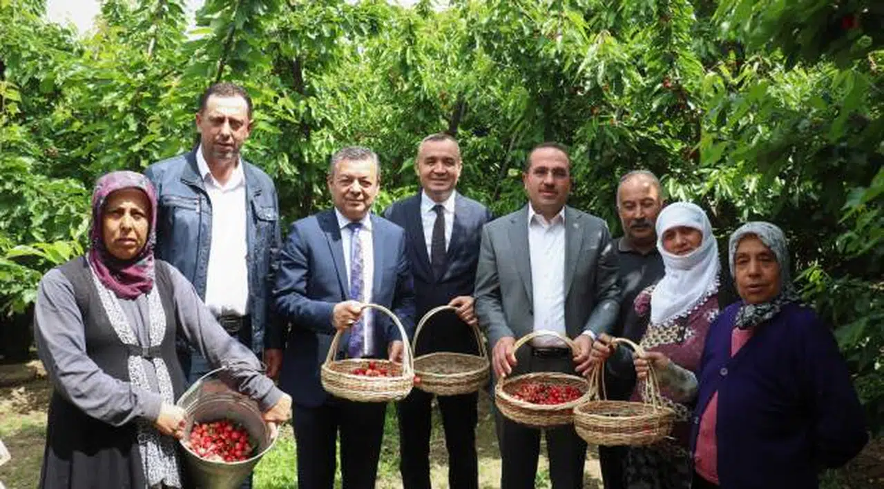 Kemalpaşa’nın Dünyaca Ünlü Kirazında Hasat Zamanı