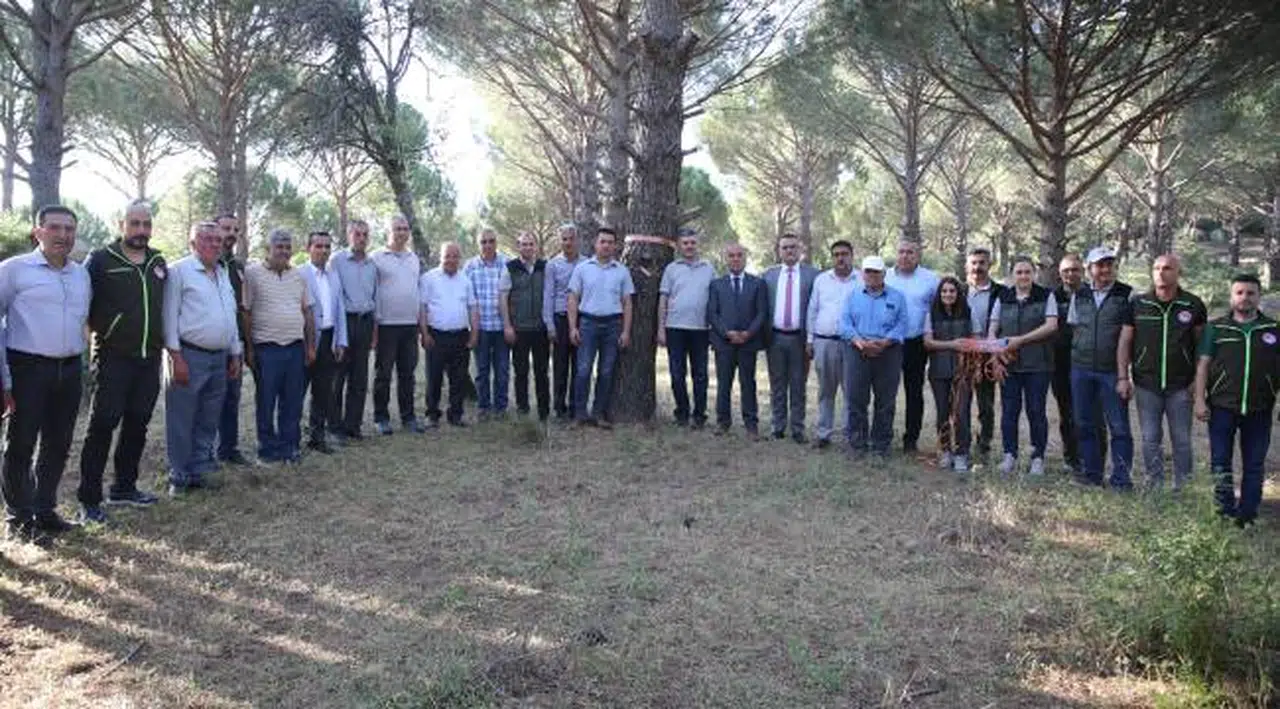Çam fıstığını “Böcekler” kurtaracak!