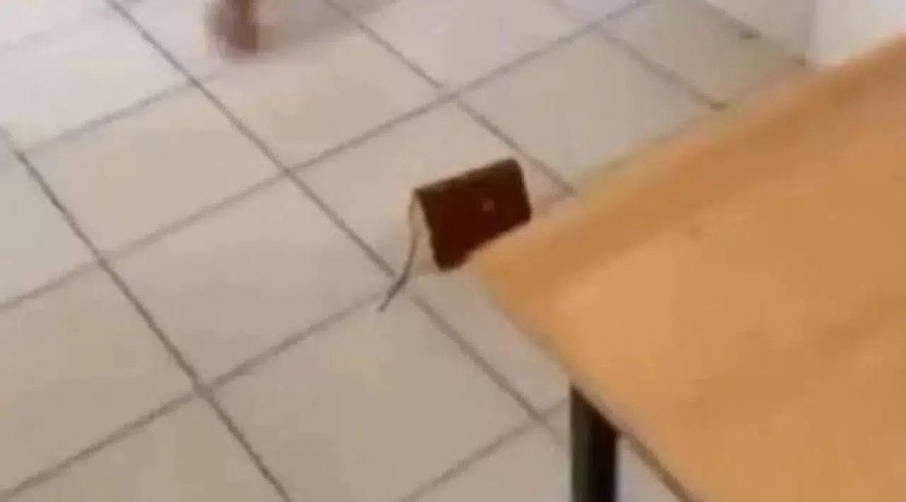 Kur'an-ı Kerim'e tekme attığı gerekçesiyle 3 öğrenci örgün öğretimden atıldı