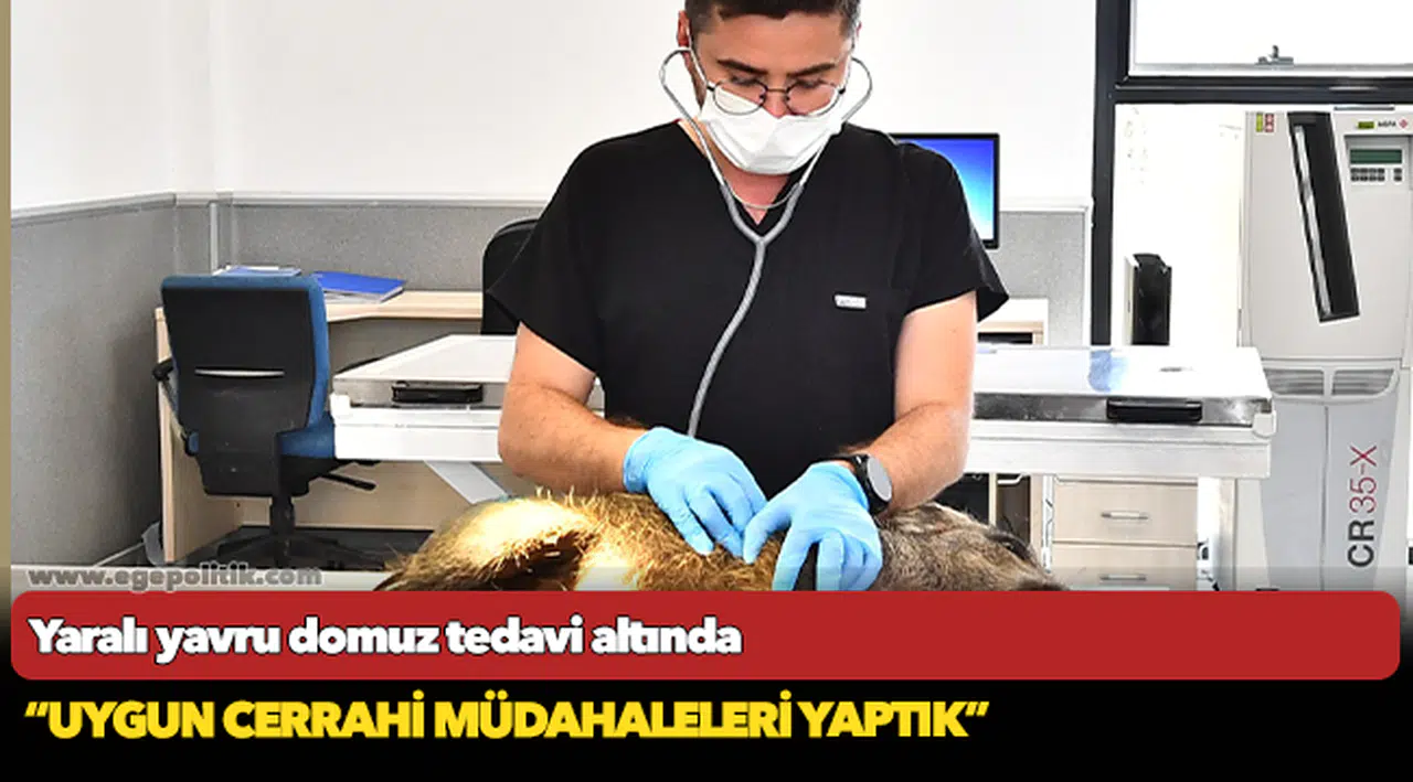 Yaralı yavru domuz tedavi altında