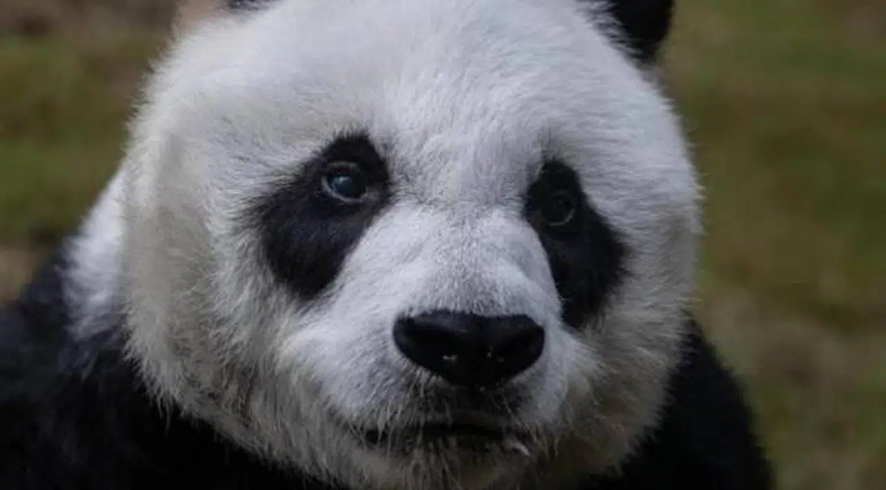 Dünyanın en yaşlı erkek pandası An An öldü