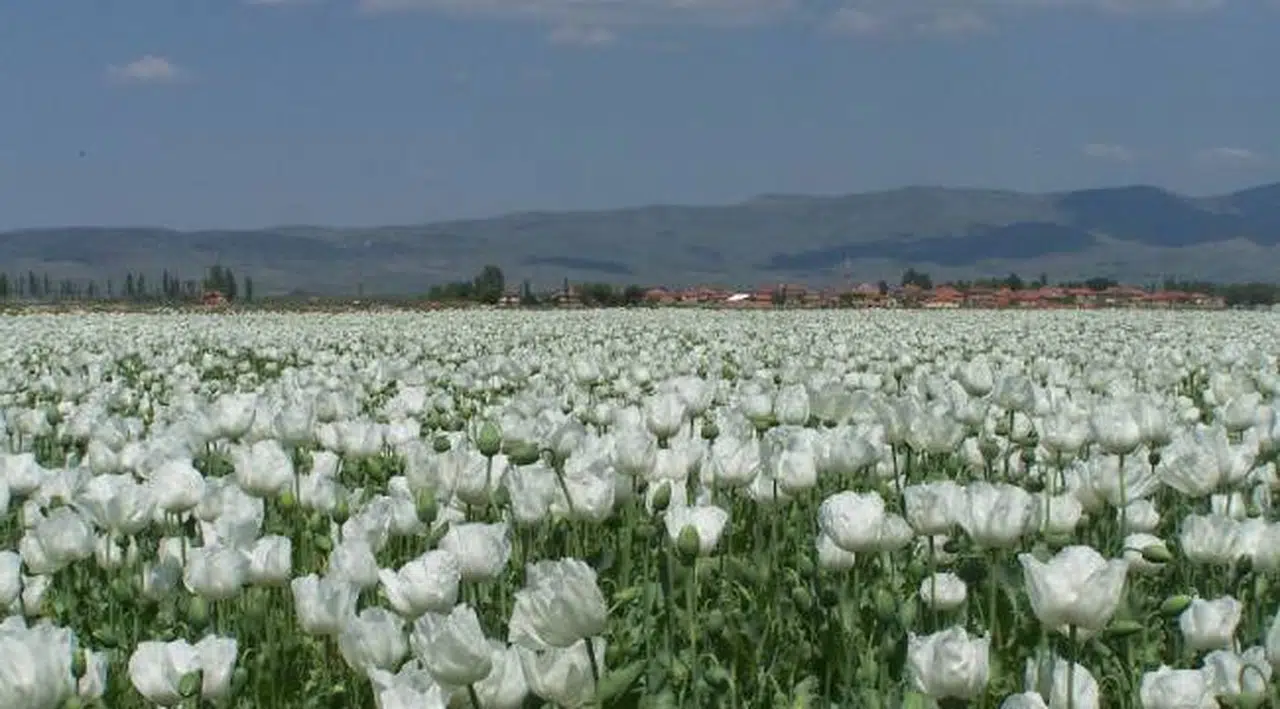 Haşhaş tohumu ihracatında yüzde 923’lük rekor artış