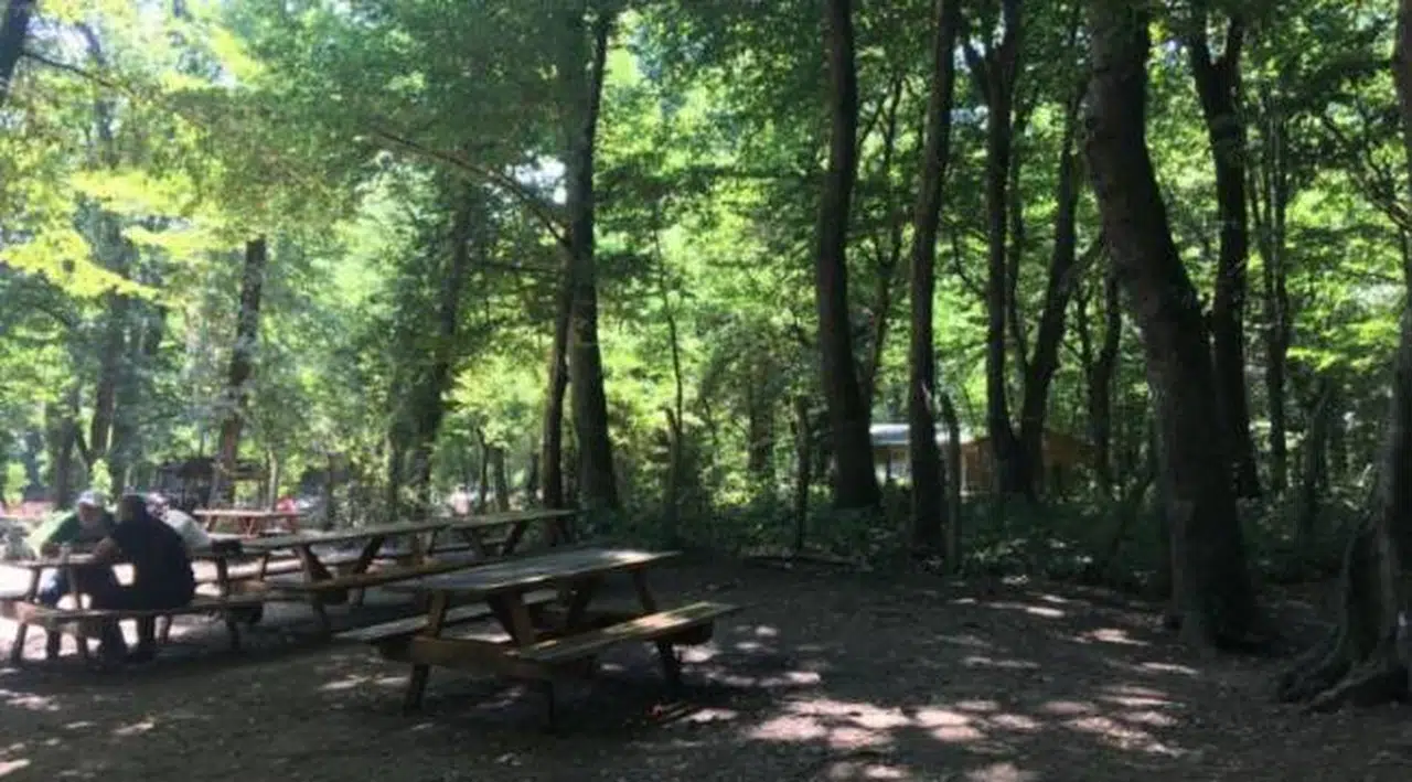 İstanbul'da ormanlık alanlara girişler yasaklandı