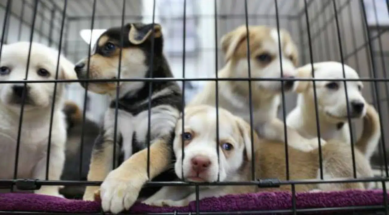 Petshoplar Kasaplar Odası'na bağlandı