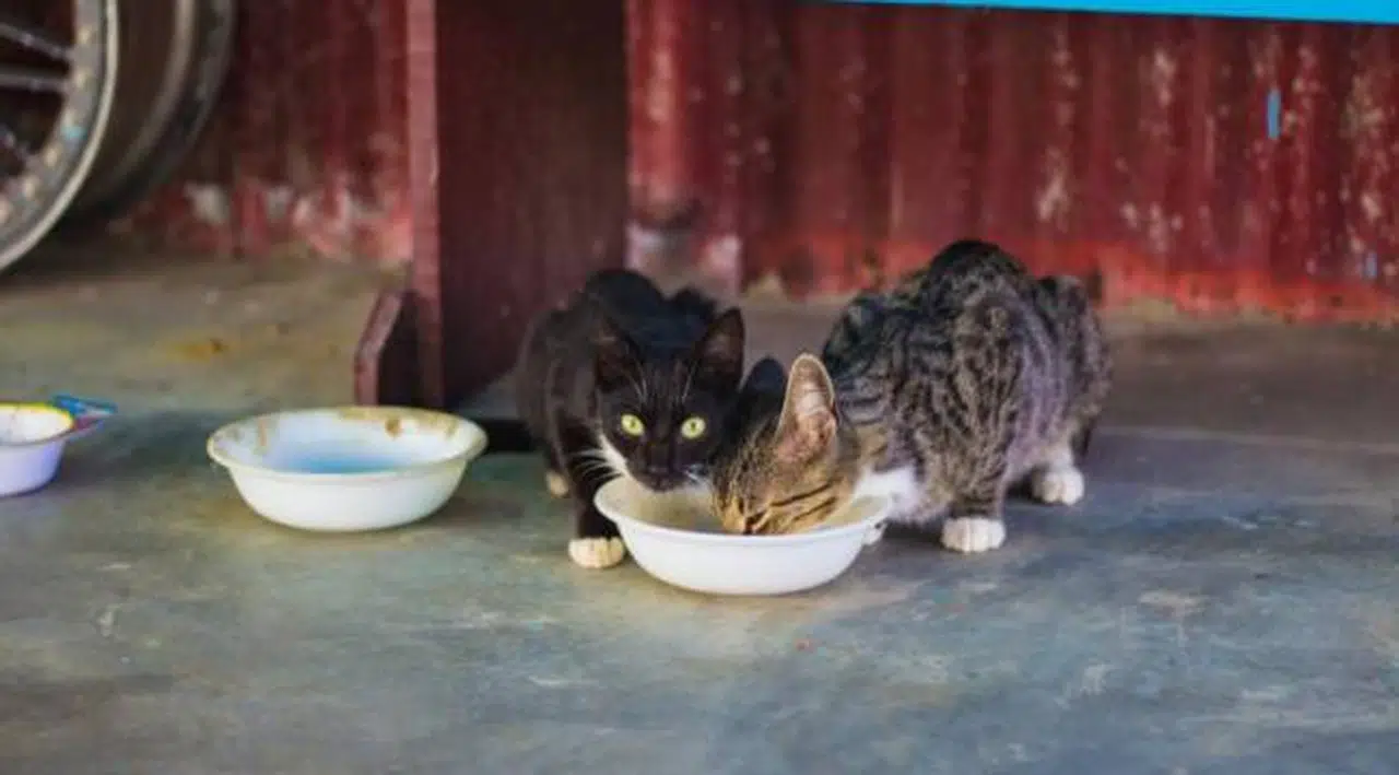 Üç kedi maması ürününde zehirli kimyasallar çıktı: 'Tüketmeyin, derhal imha edin'