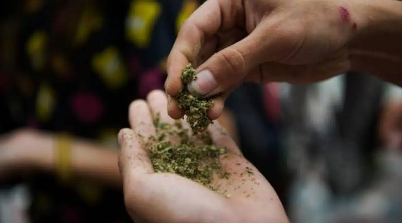 ABD Başkanı Biden'dan 'marihuana reformu': Af çıkardı