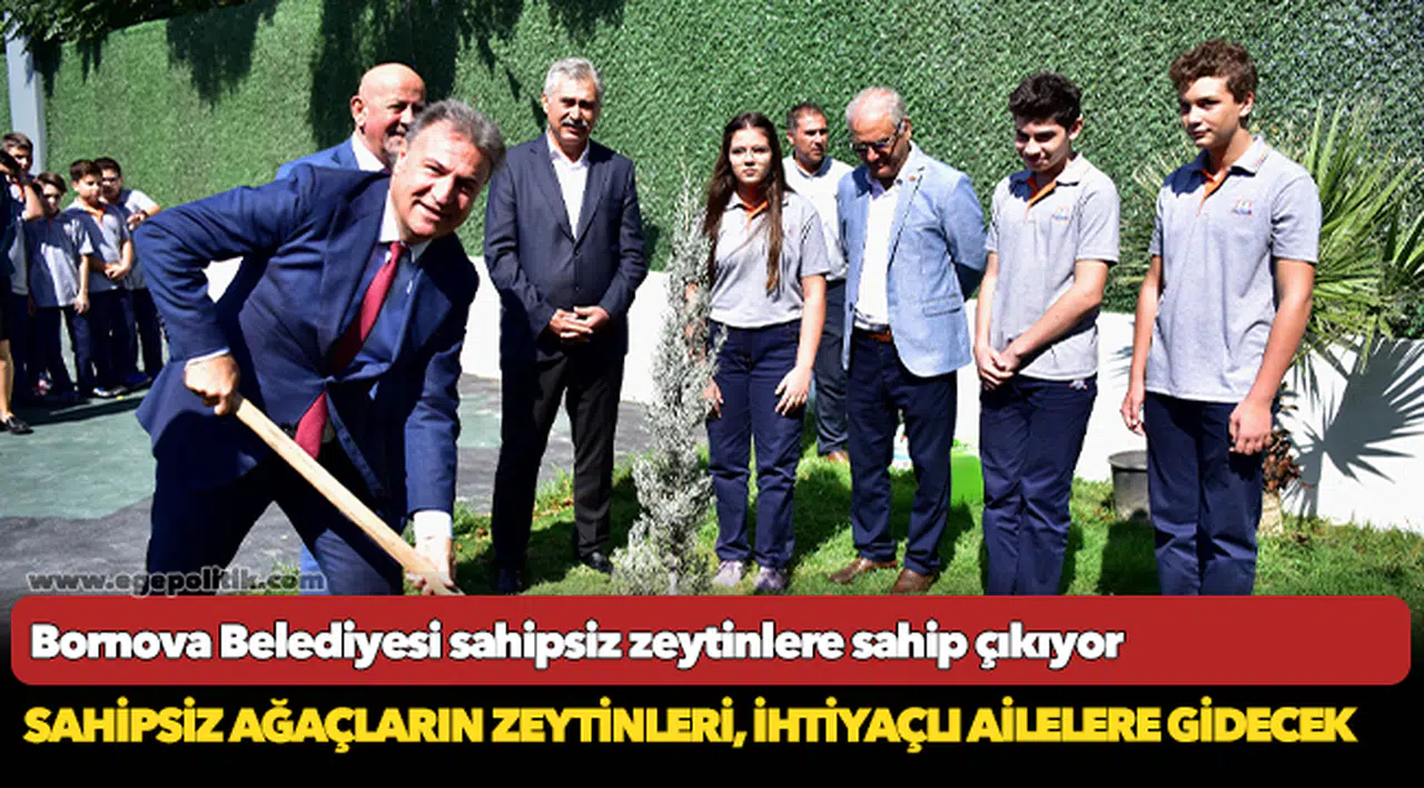 Bornova Belediyesi sahipsiz zeytinlere sahip çıkıyor