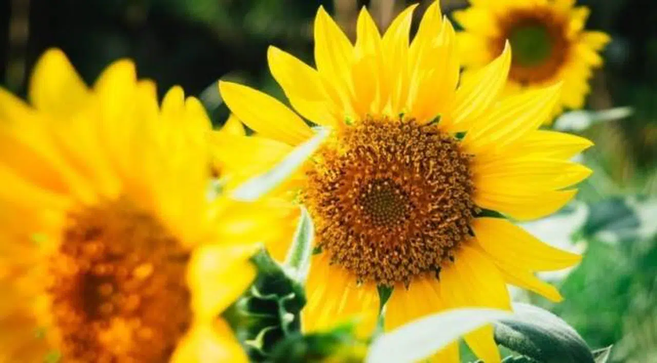 Yağlık ayçiçeği tohumu ithalatında vergi yüzde 5'e düşürüldü