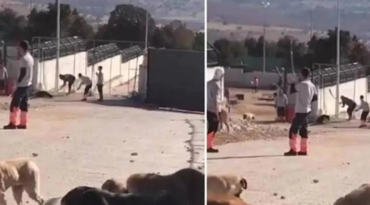 Bakan Kirişçi'den Konya'daki köpek katliamıyla ilgili açıklama