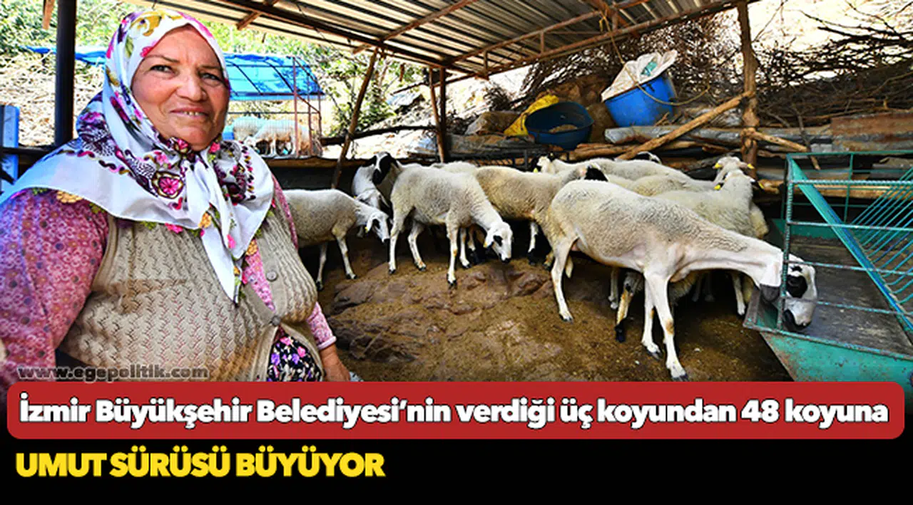 İzmir Büyükşehir Belediyesi’nin verdiği üç koyundan 48 koyuna