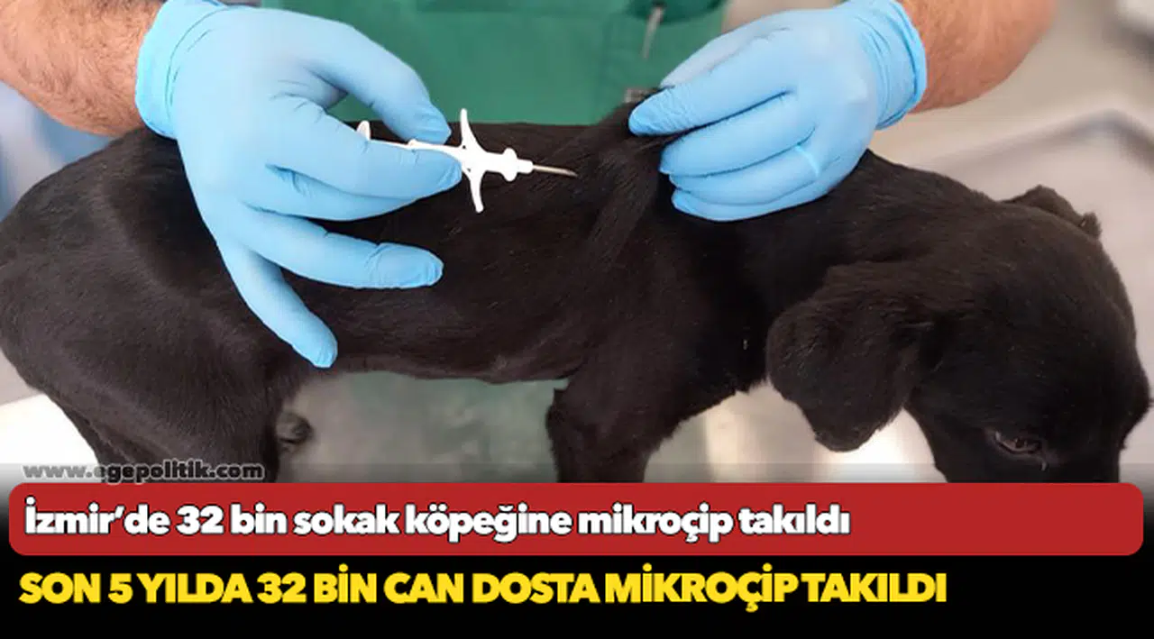 İzmir’de 32 bin sokak köpeğine mikroçip takıldı