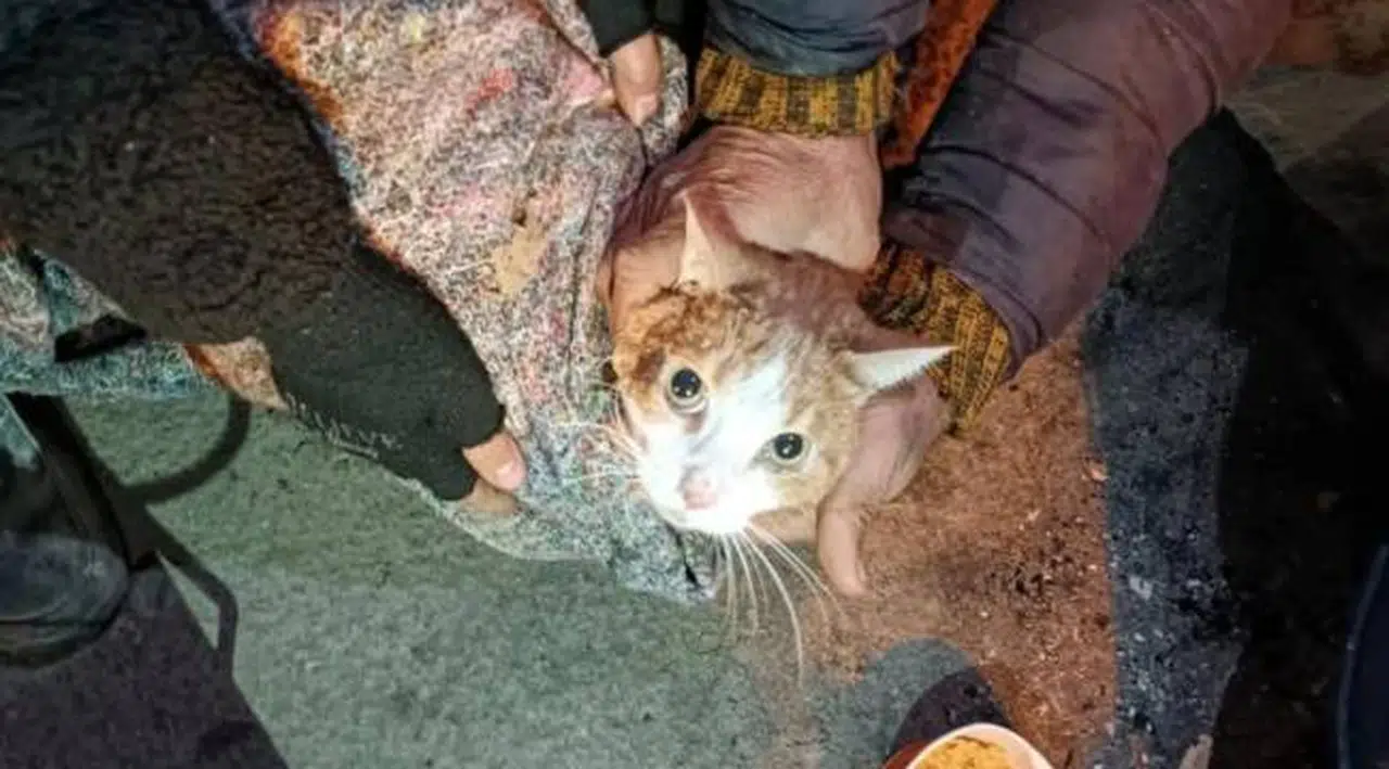 Depremzede 'ev hayvanları' için genelge: Sahibine 72 saat süre