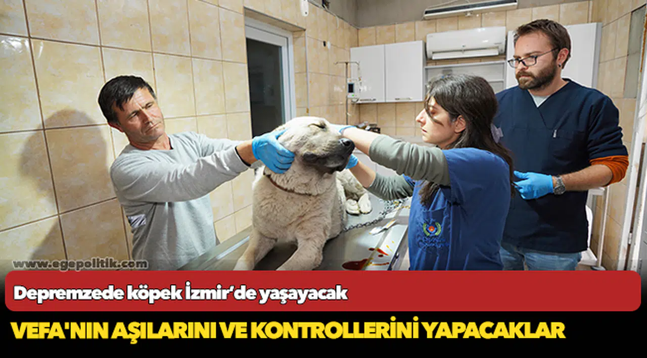 Depremzede köpek İzmir’de yaşayacak