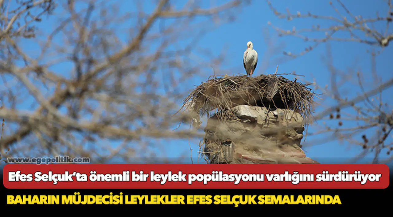 Efes Selçuk’ta önemli bir leylek popülasyonu varlığını sürdürüyor