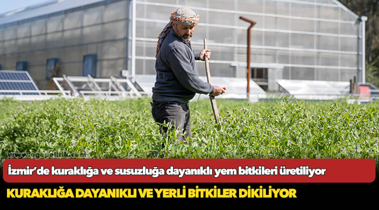 İzmir’de kuraklığa ve susuzluğa dayanıklı yem bitkileri üretiliyor