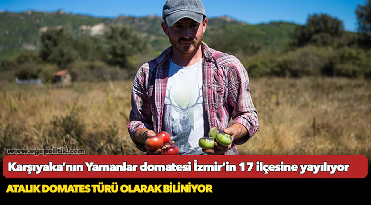 Karşıyaka’nın Yamanlar domatesi İzmir’in 17 ilçesine yayılıyor