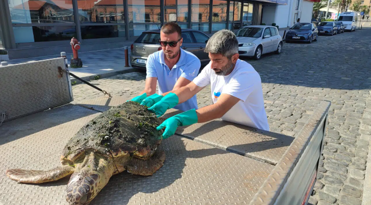 Körfez’de yaralı “Caretta Caretta”  bulundu