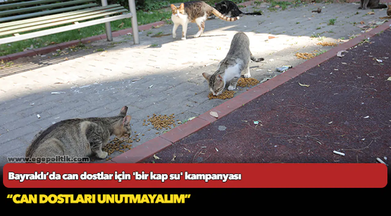 Bayraklı’da can dostlar için 'bir kap su' kampanyası