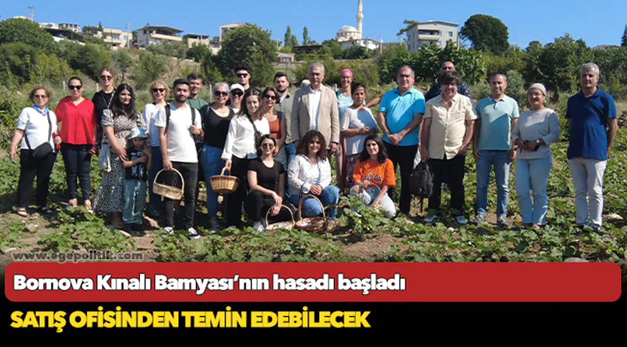 Bornova Kınalı Bamyası’nın hasadı başladı