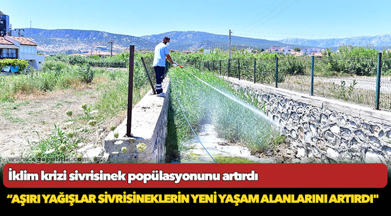 İklim krizi sivrisinek popülasyonunu artırdı