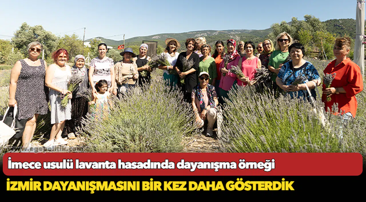 İmece usulü lavanta hasadında dayanışma örneği