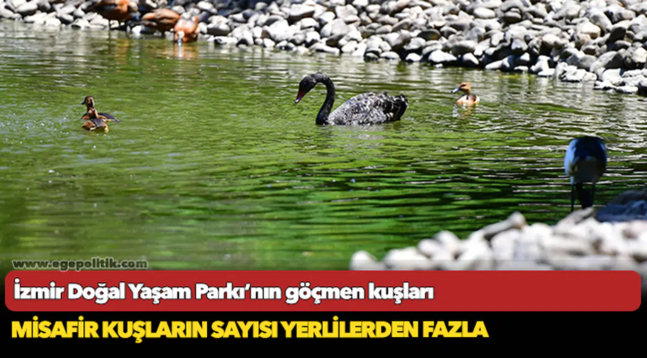 İzmir Doğal Yaşam Parkı’nın göçmen kuşları