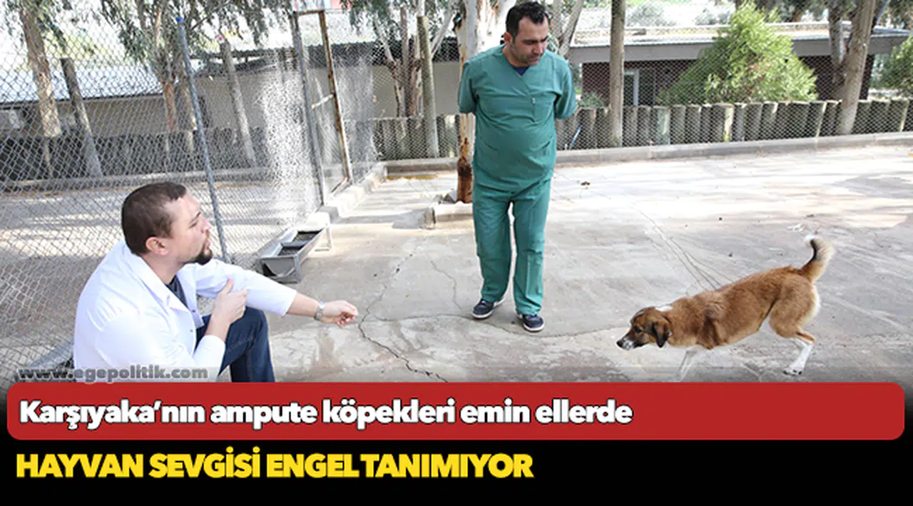 Karşıyaka’nın ampute köpekleri emin ellerde