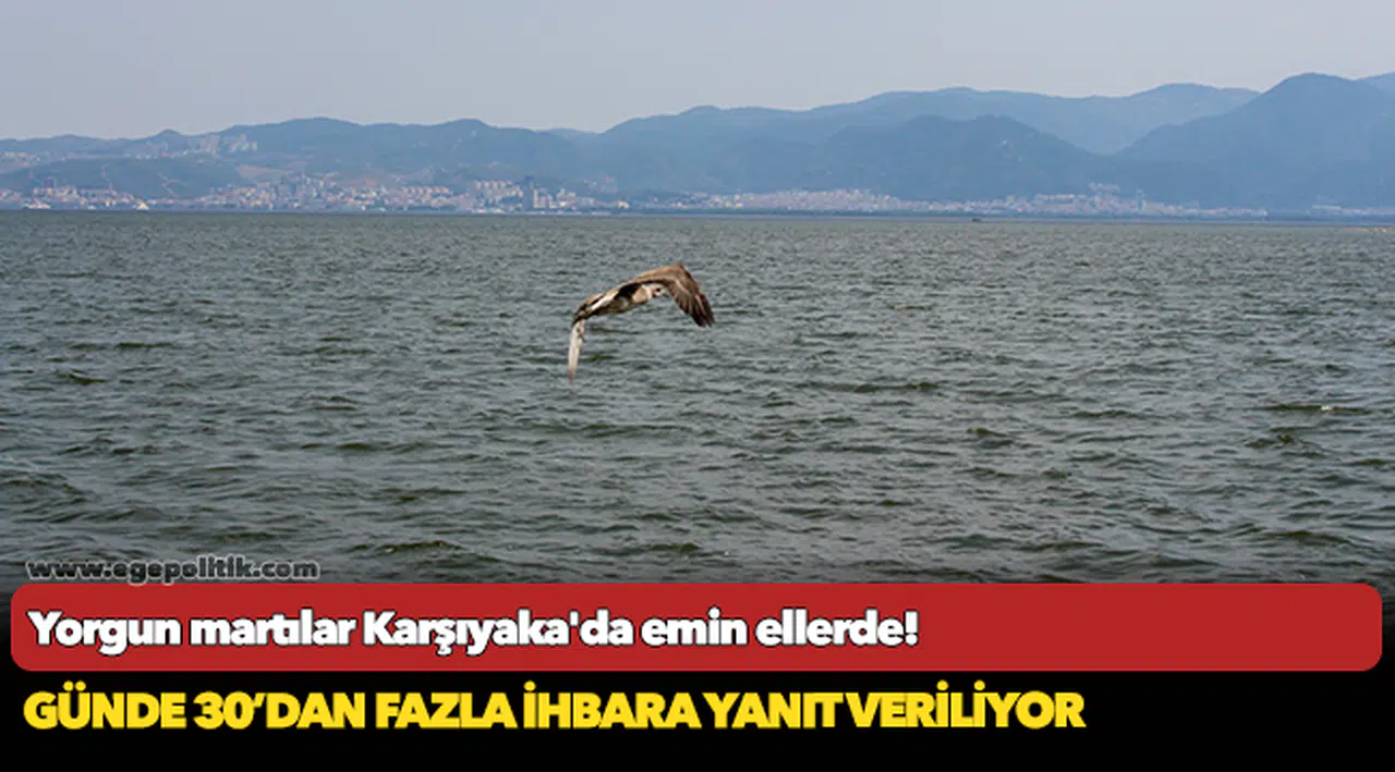 Yorgun martılar Karşıyaka'da emin ellerde!