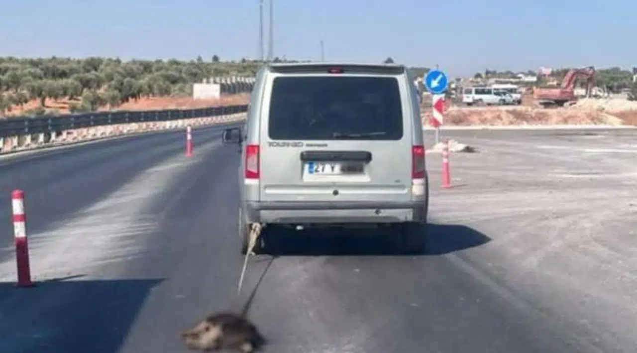 Aracına bağladığı köpeği sürükleyerek öldüren zanlı gözaltına alındı