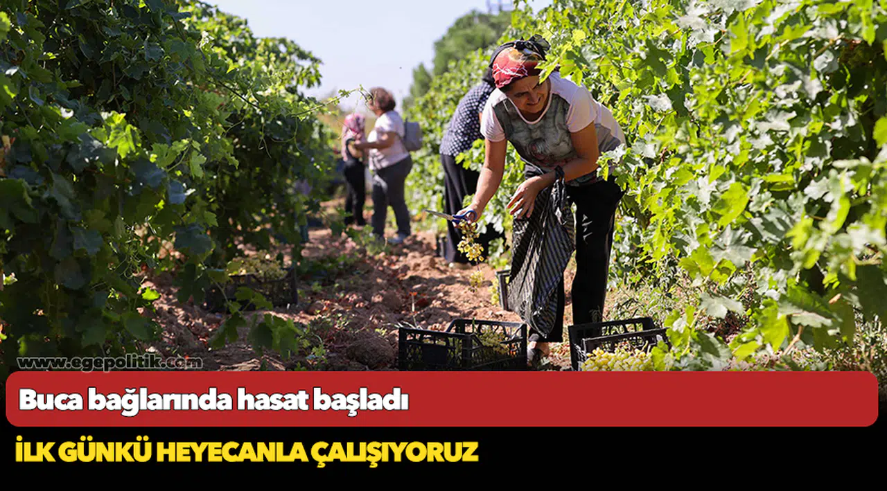 Buca bağlarında hasat başladı