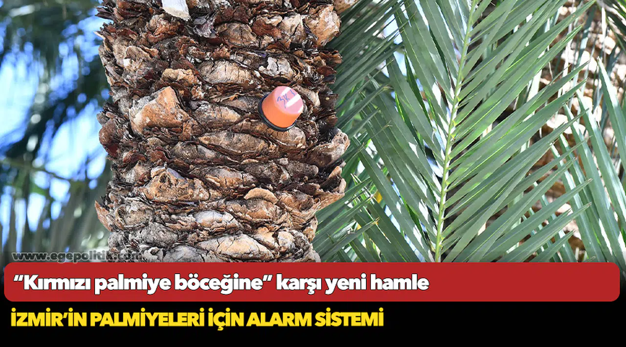 “Kırmızı palmiye böceğine” karşı yeni hamle