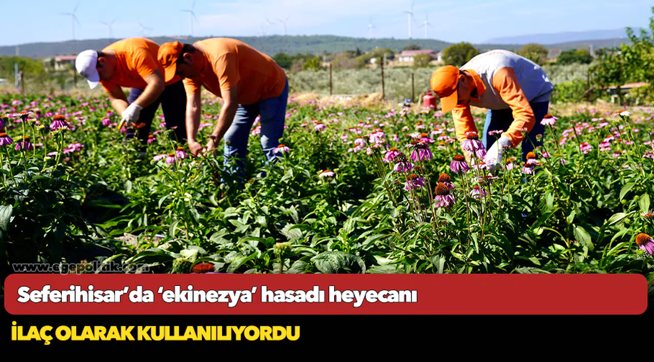 Seferihisar’da ‘ekinezya’ hasadı heyecanı