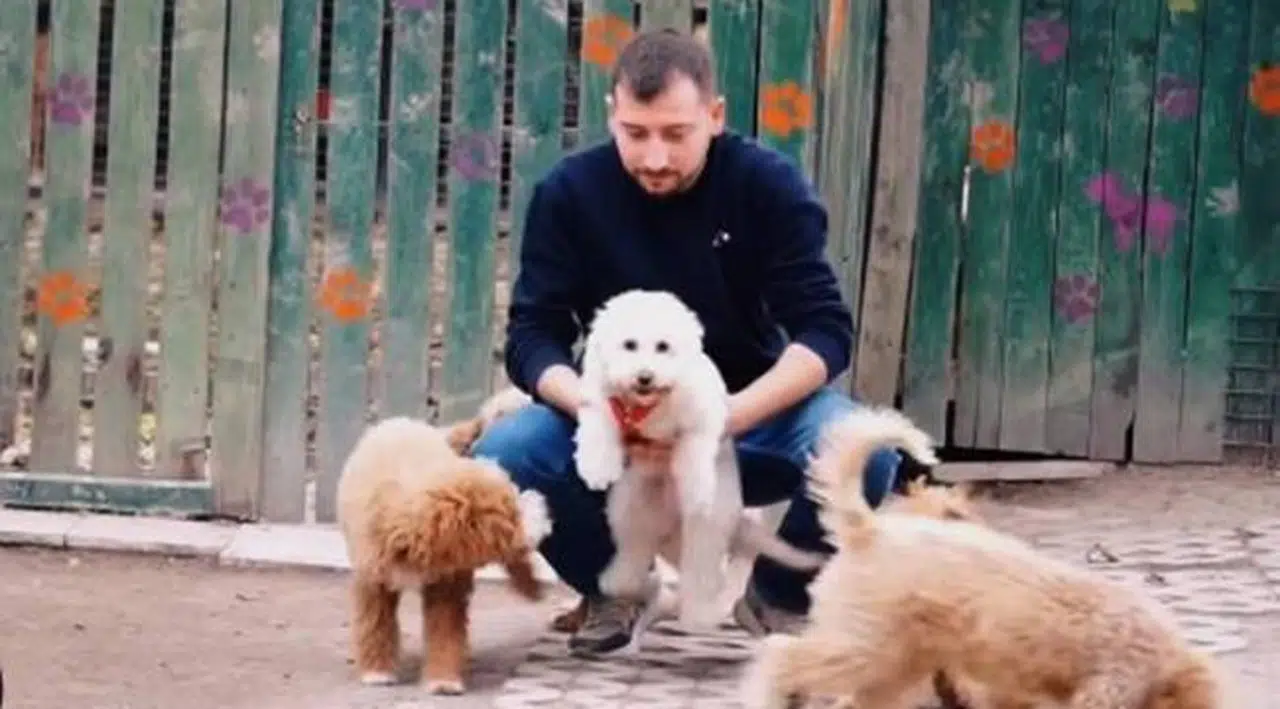 Köpeğinizin Eğitimini İhmal Etmeyin