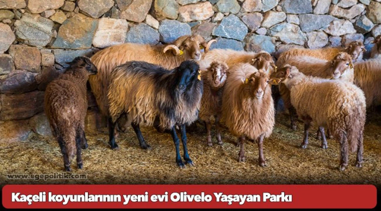 Kaçeli koyunlarının yeni evi Olivelo Yaşayan Parkı