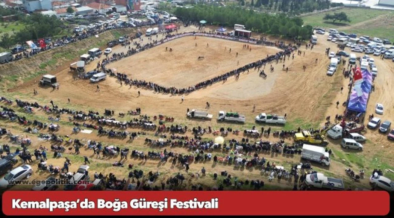Kemalpaşa’da Boğa Güreşi Festivali