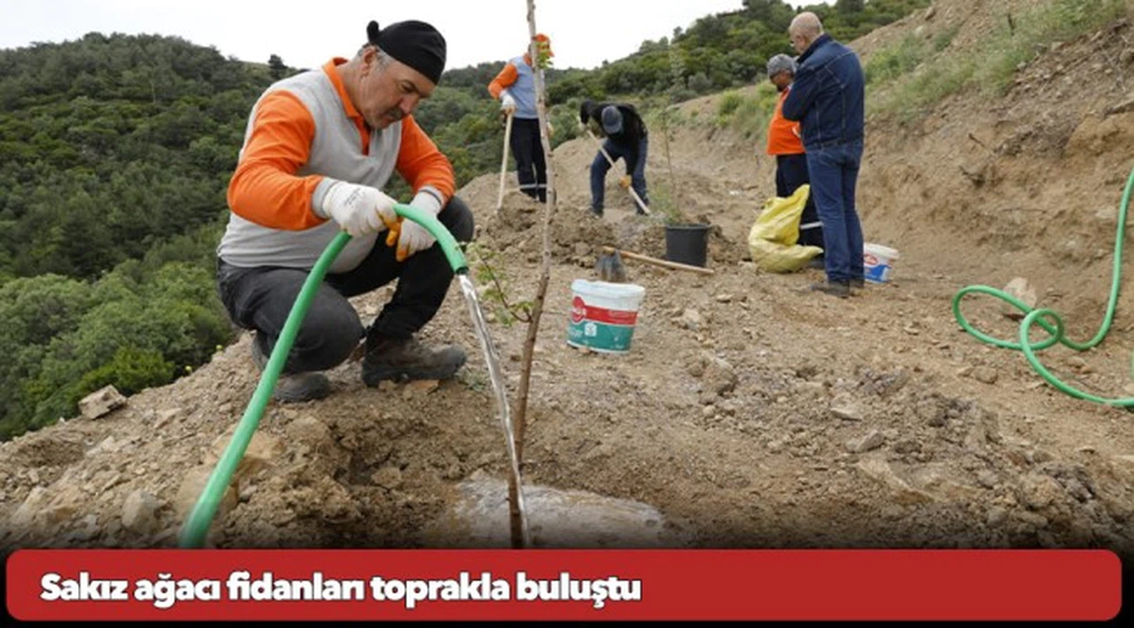 Sakız ağacı fidanları toprakla buluştu