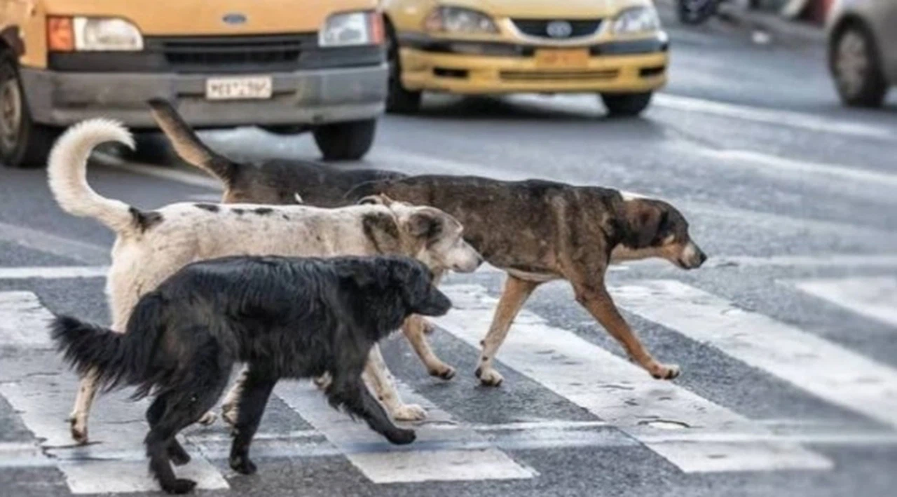 Sokak hayvanları için iki günde 100 binin üzerinde imza toplandı