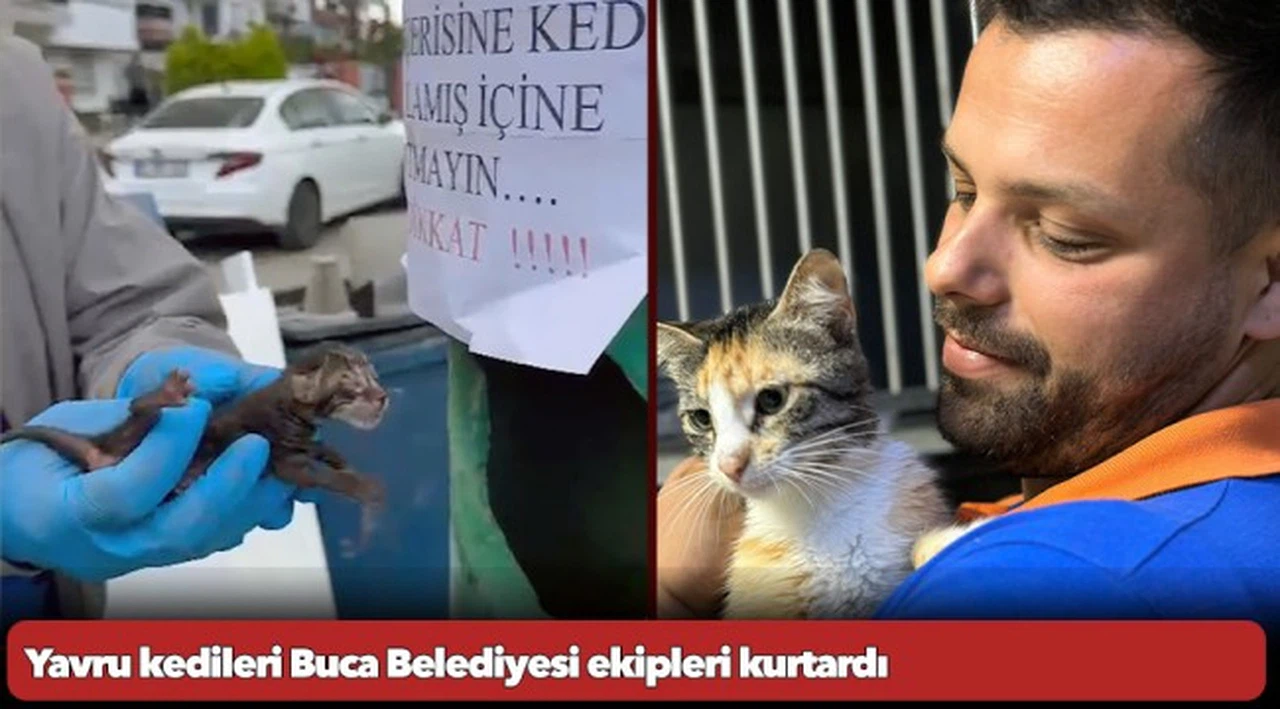 Yavru kedileri Buca Belediyesi ekipleri kurtardı