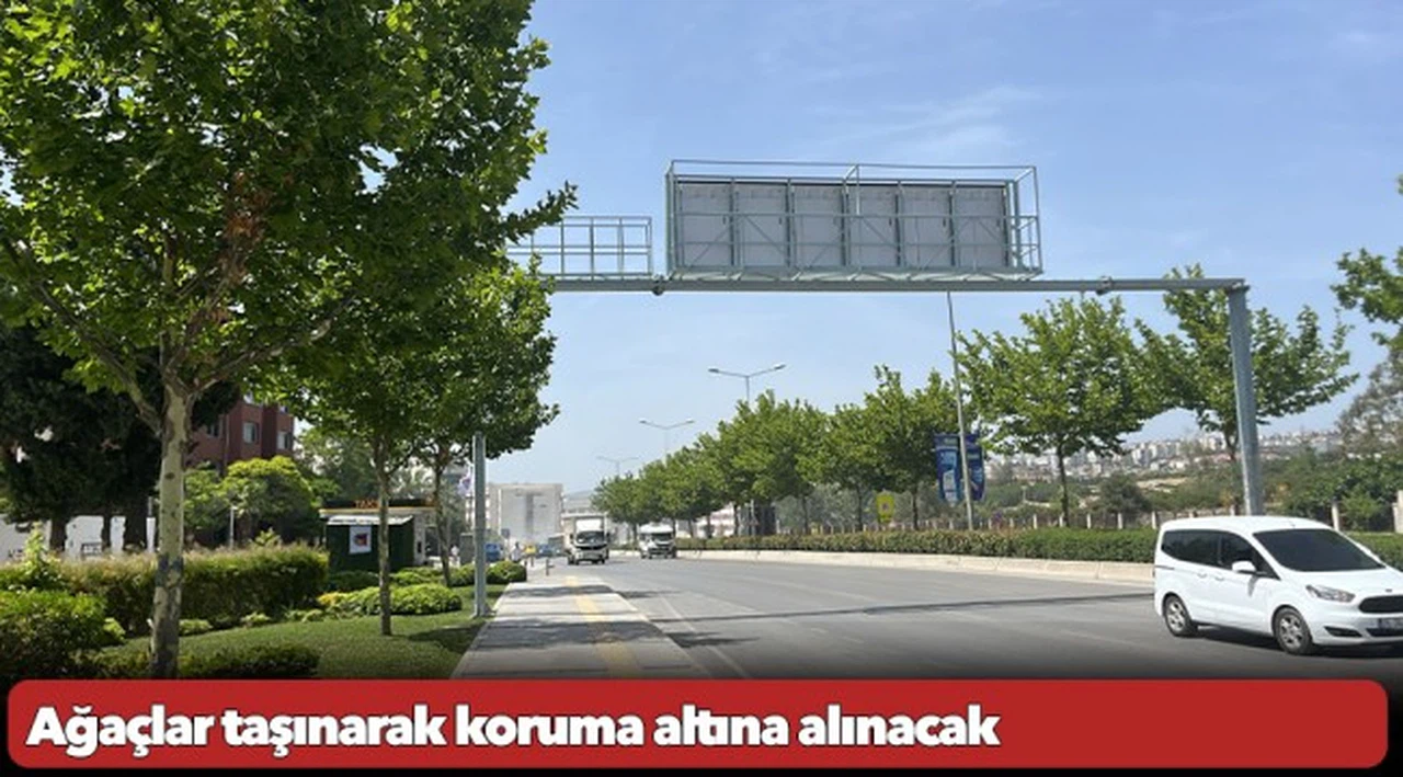 Ağaçlar taşınarak koruma altına alınacak