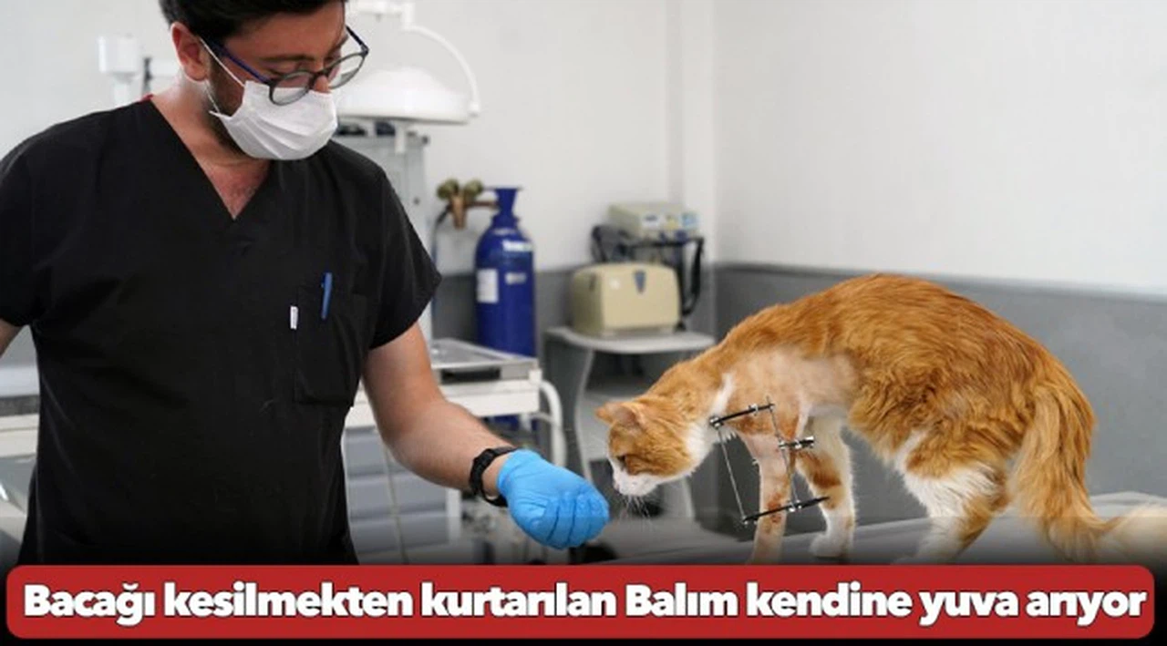 Bacağı kesilmekten kurtarılan Balım kendine yuva arıyor