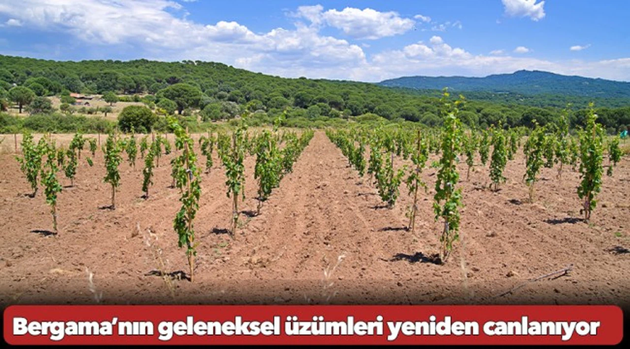 Bergama’nın geleneksel üzümleri yeniden canlanıyor
