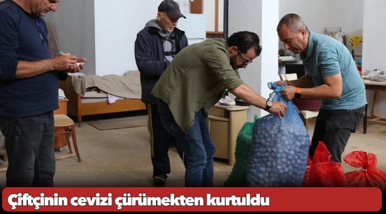 Çiftçinin cevizi çürümekten kurtuldu